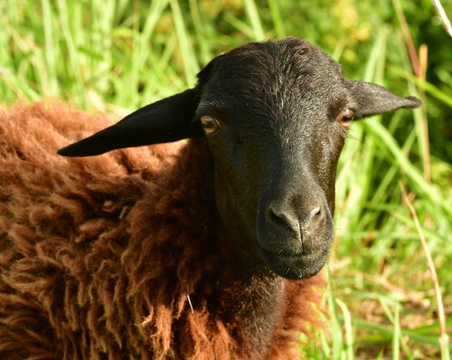 goat  goatling  lamb