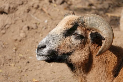 goat  horns  billy goat