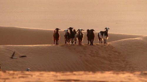 goat  dune  animal