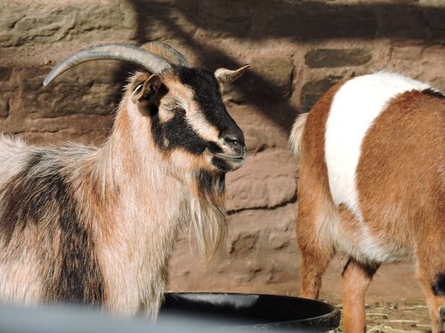 goat  animals  eyes