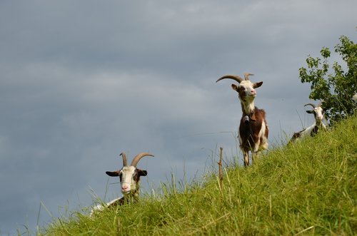 goat  animal  horns