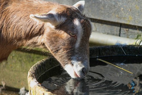 goat  drink  water