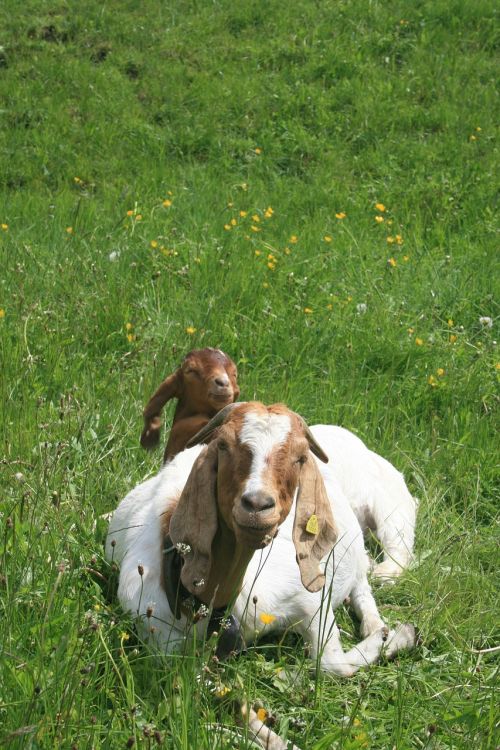 goat kid farm