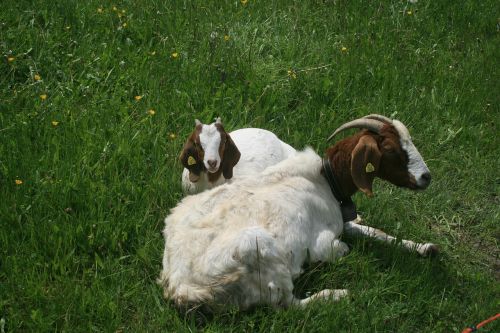 goat kid farm