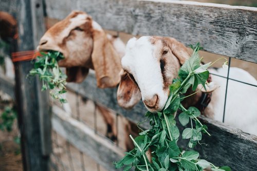 goat  goats  farm