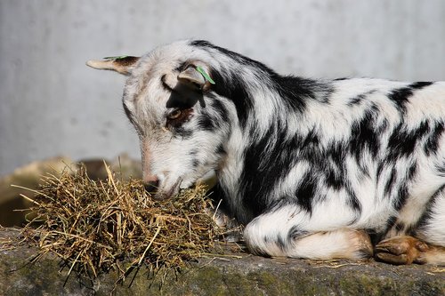 goat  domestic goat  young