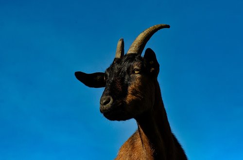 goat  animal  cattle