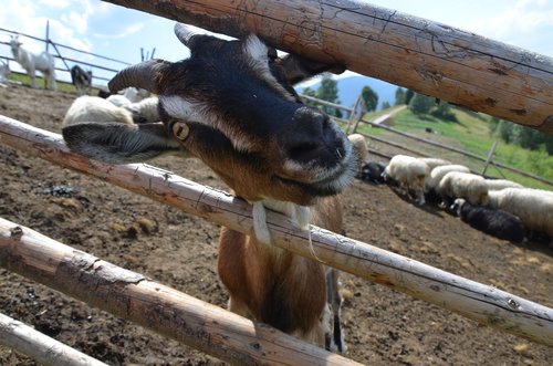 goat  animal  cattle