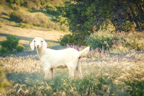 goat  small  meadow