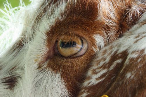 goat eye close