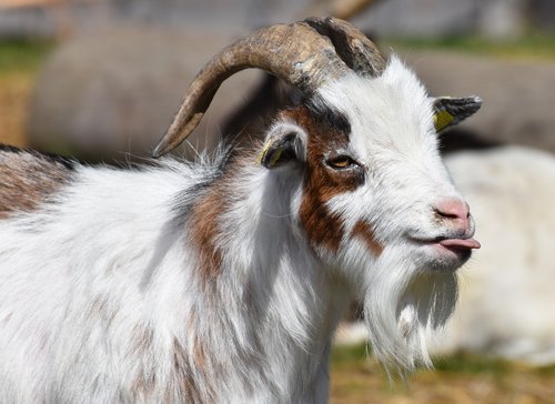 goat  tongue  funny