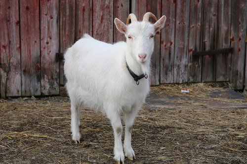 goat  kid  domestic animal