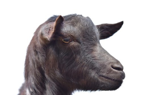 goat  portrait profile of goat  ruminant