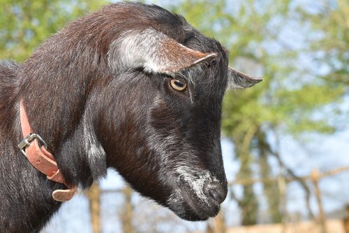 goat  eye of the goat  goat color black