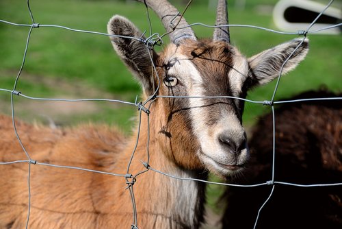 goat  domestic goat  farm