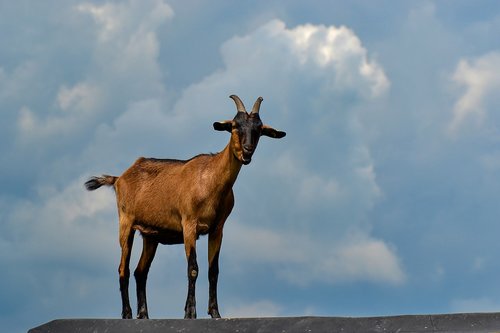 goat  nature  horns