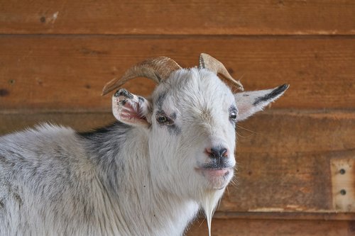 goat  goats  zoo