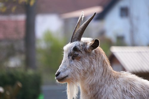 goat  goats  zoo