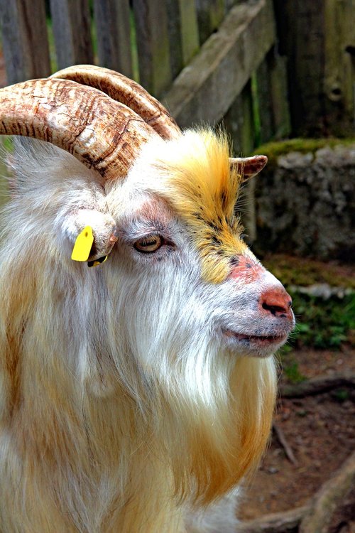 goat  animal  portrait