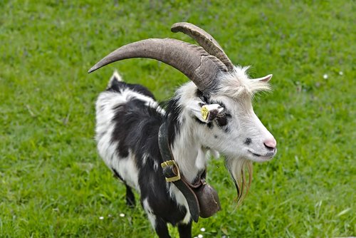 goat  horns  meadow