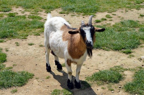 goat  mammal  nature