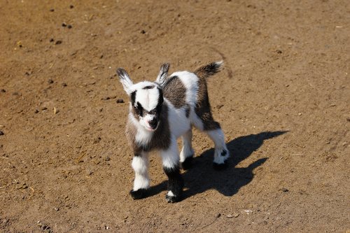 goat  kitz  animal