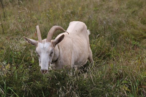 goat  animal  grass