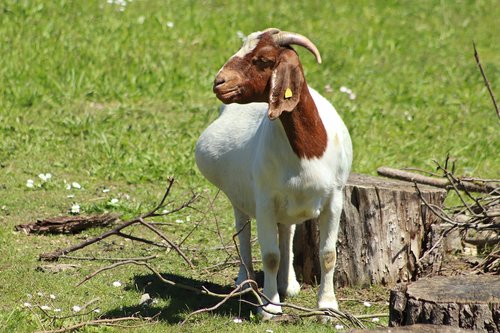 goat  pregnant  pets