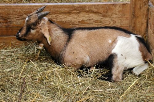 goat domestic goat stall