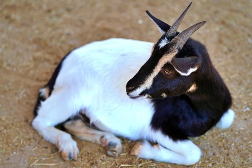 goat  horns  zoo
