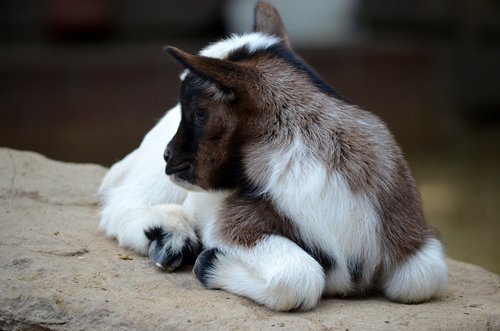 goat  kitz  young animal