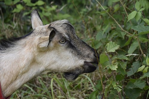 goat  goat jupiter  herbivore