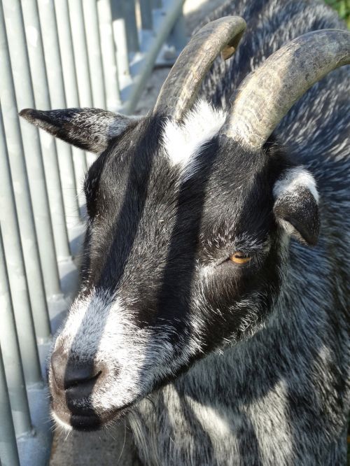 goat lichtspiel animal world
