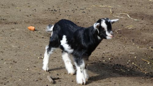 goat goats animal