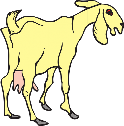 goat yellow standing