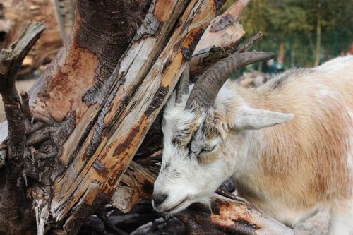 goat zoo horns