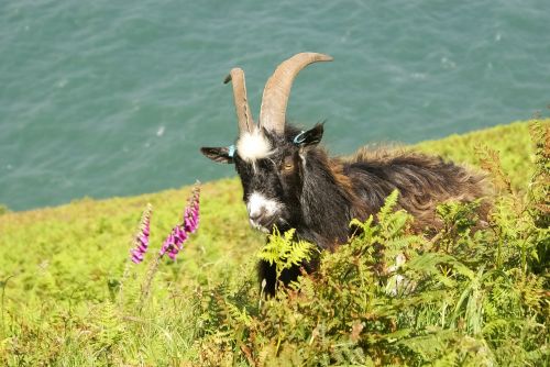 goat nature wild