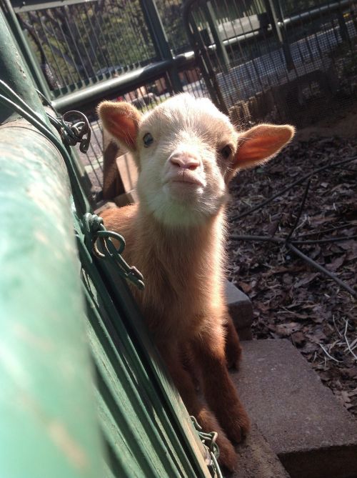 goat fawn animal