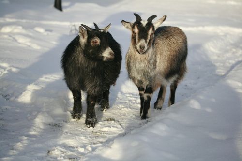 goat dvärgget animals