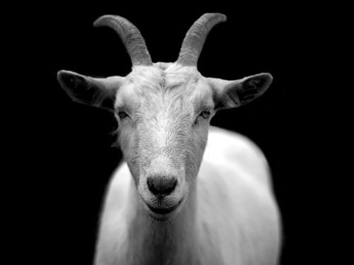 goat animal horns