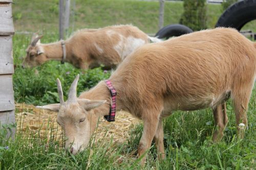 goat farm nature