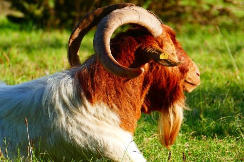 goat billy goat animal