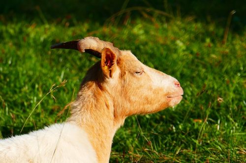 goat animal domestic goat
