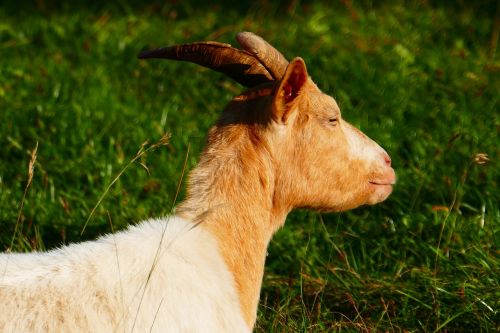 goat animal domestic goat