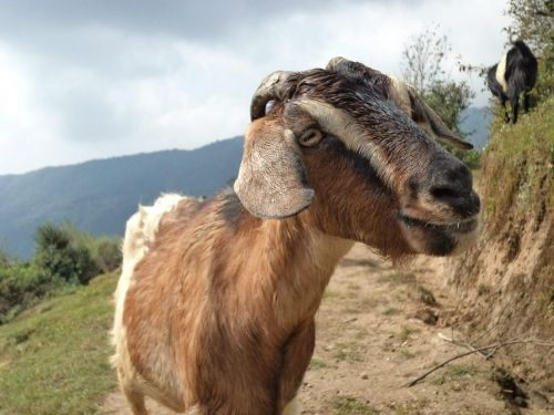 goat animal mammal