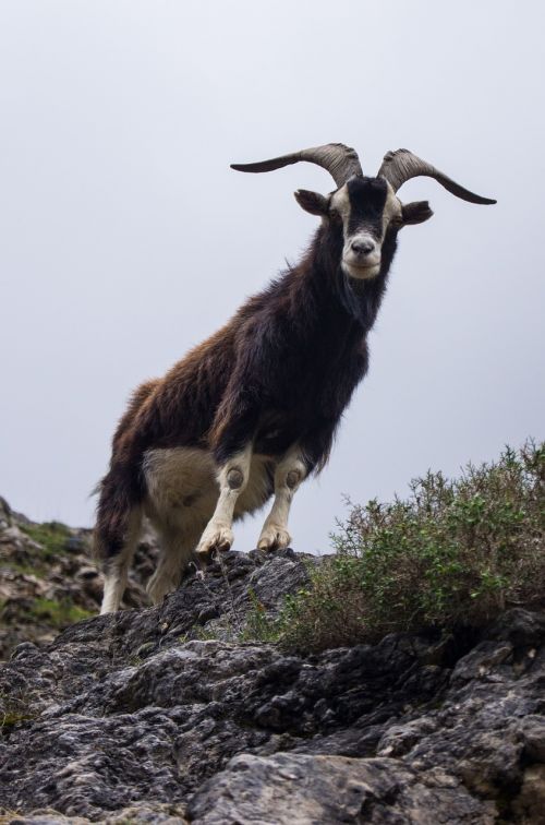 goat horns asturias