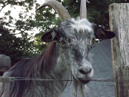 goat animal breeding