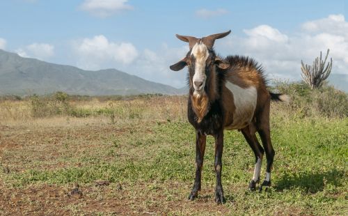 goat male animal