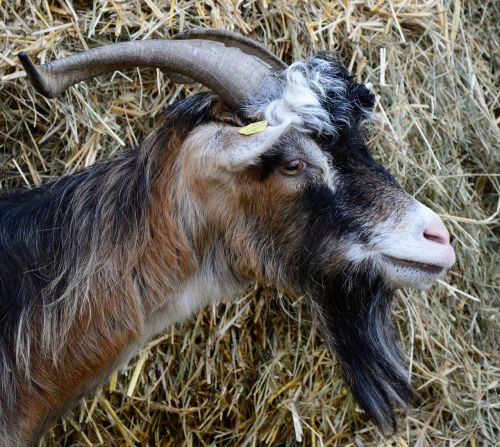 goat goat's head head