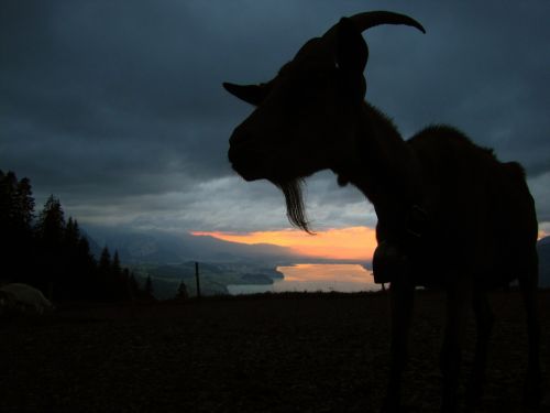 goat in the evening sunset
